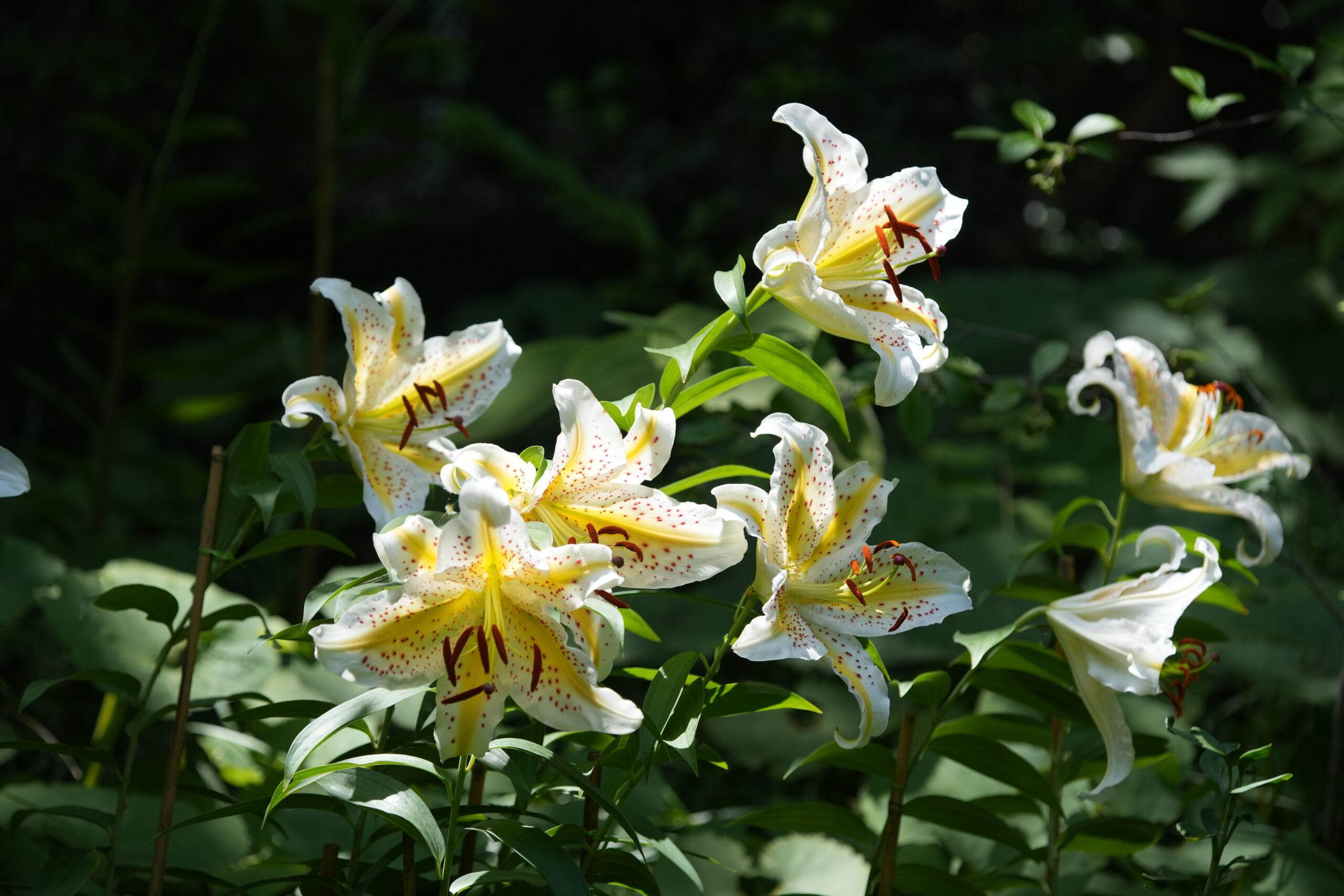 DSC09263.jpg