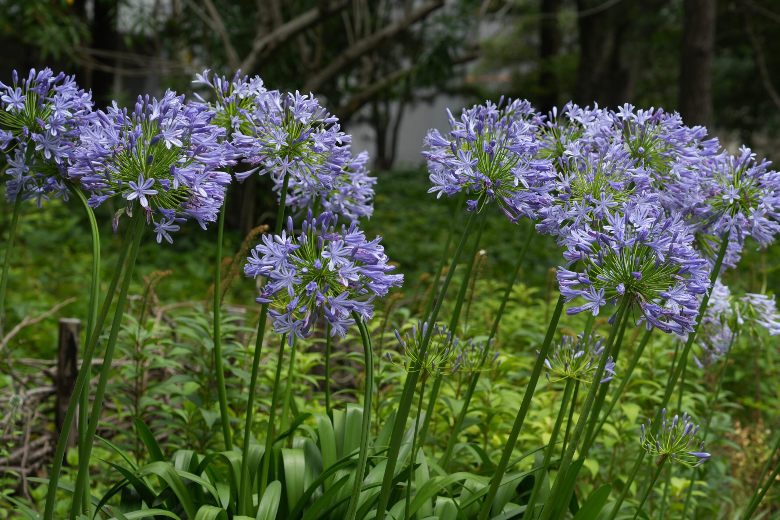 DSC09276.jpg