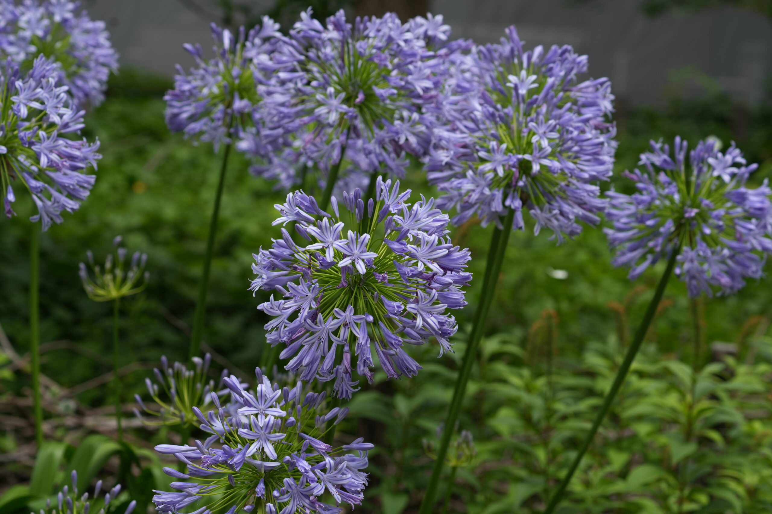 DSC09278.jpg