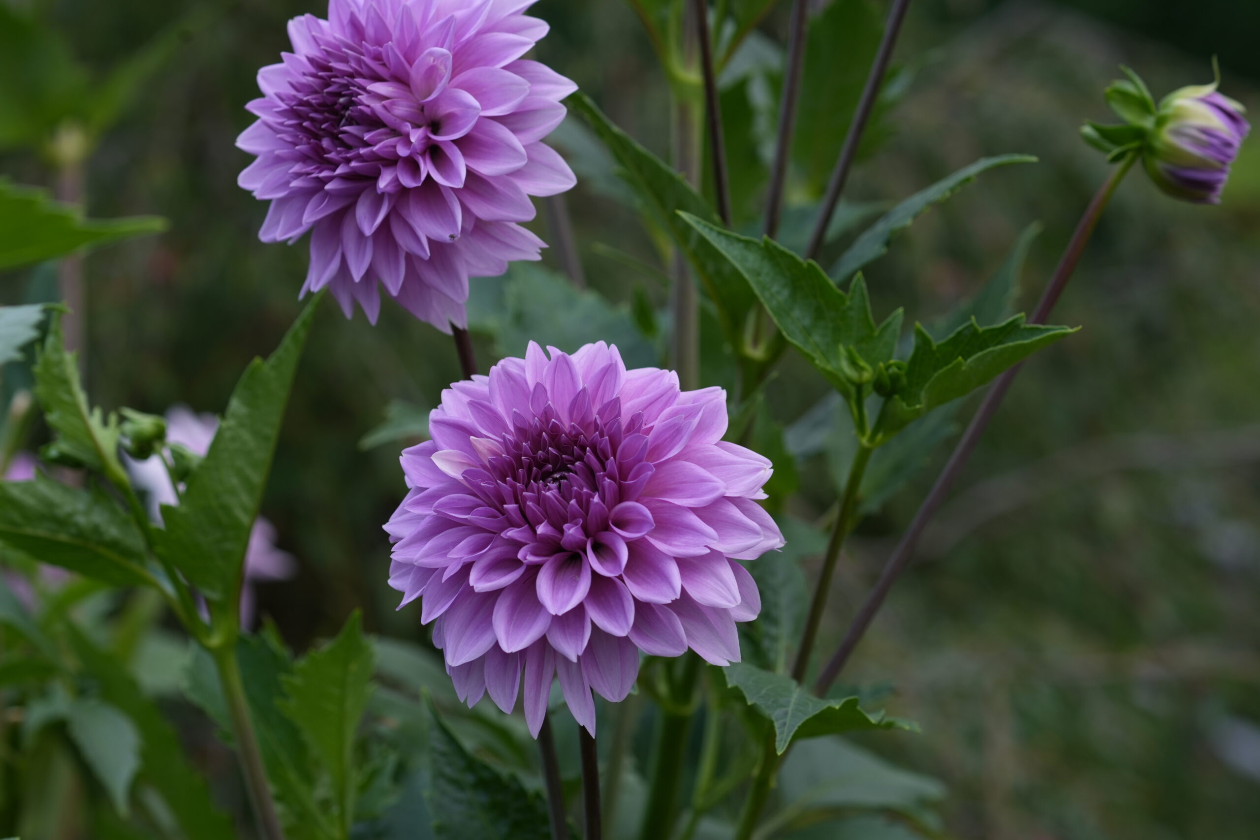 DSC09408.jpg