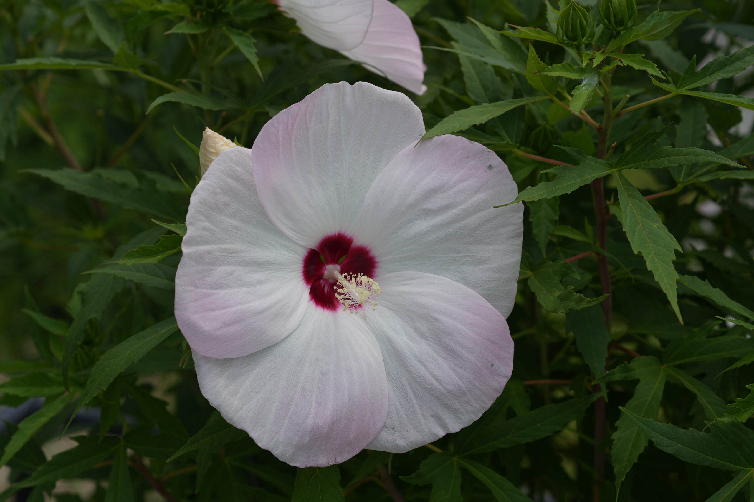 DSC09453.jpg