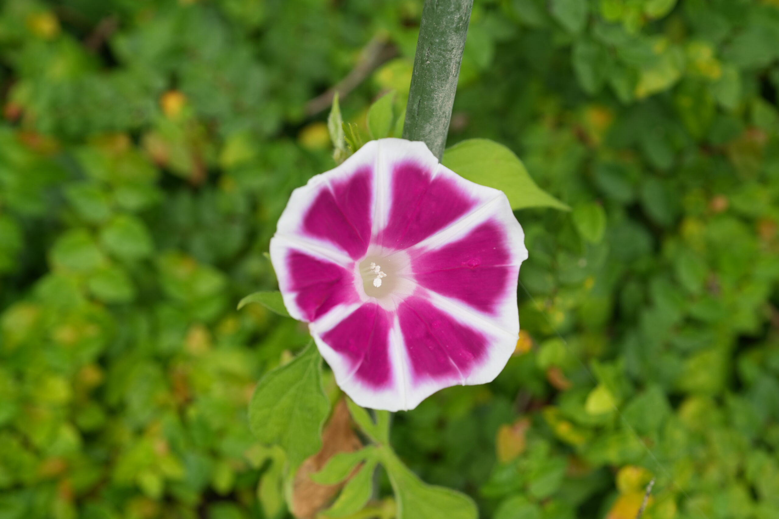 DSC09537.jpg