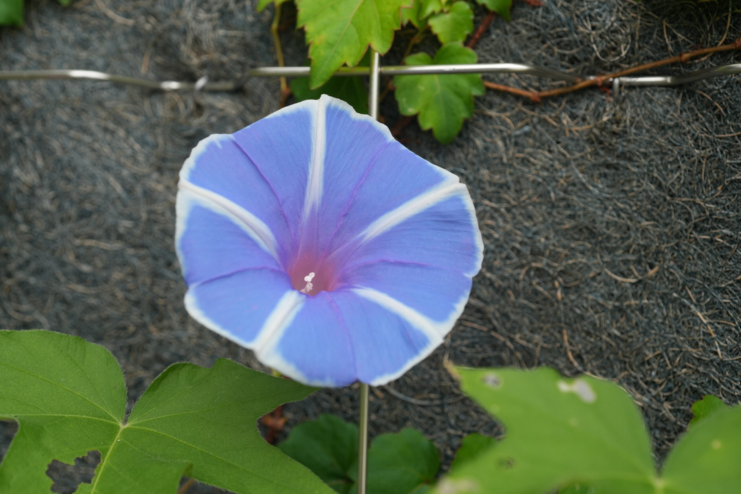 DSC09540.jpg
