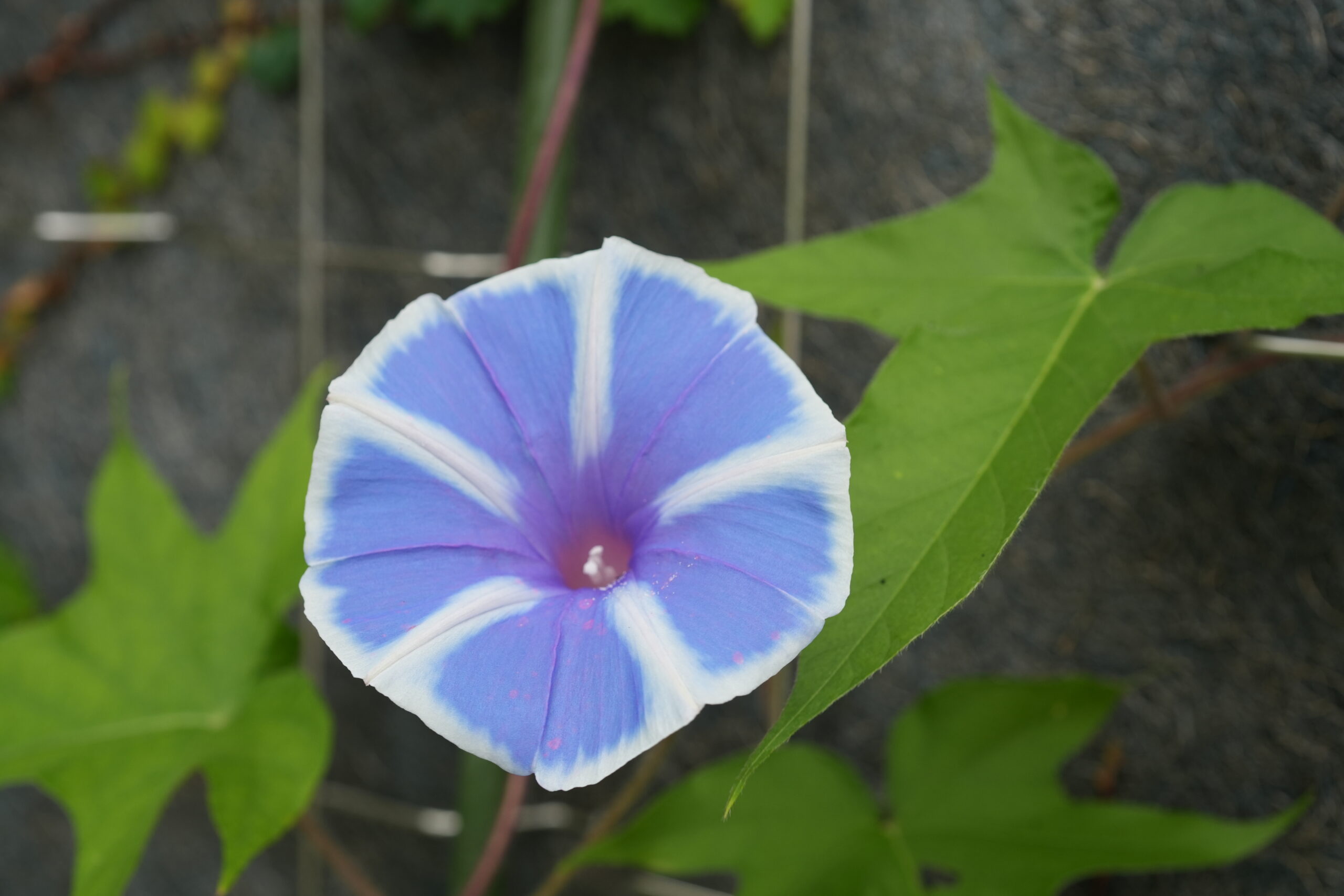 DSC09541.jpg