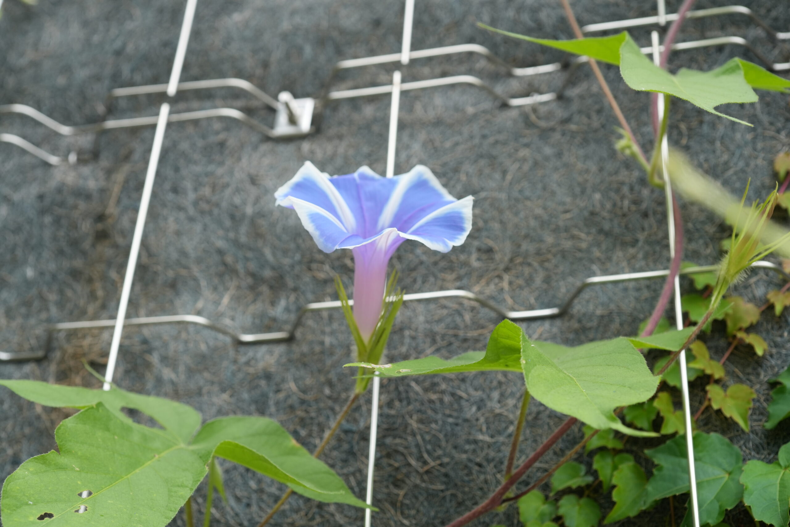 DSC09543.jpg