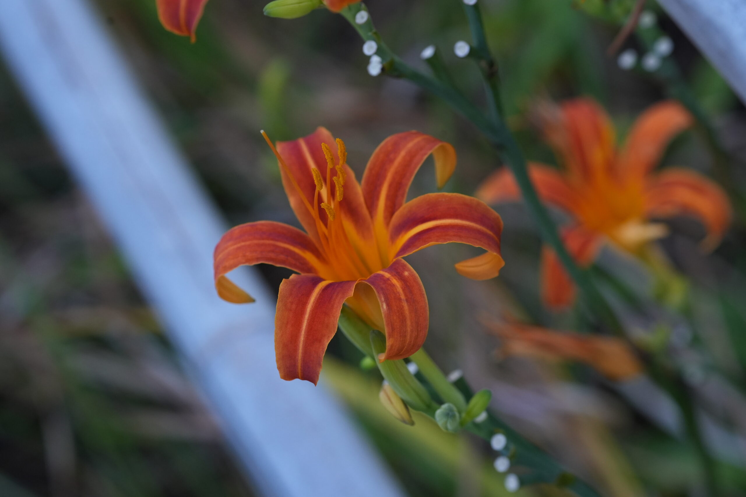 DSC09724.jpg