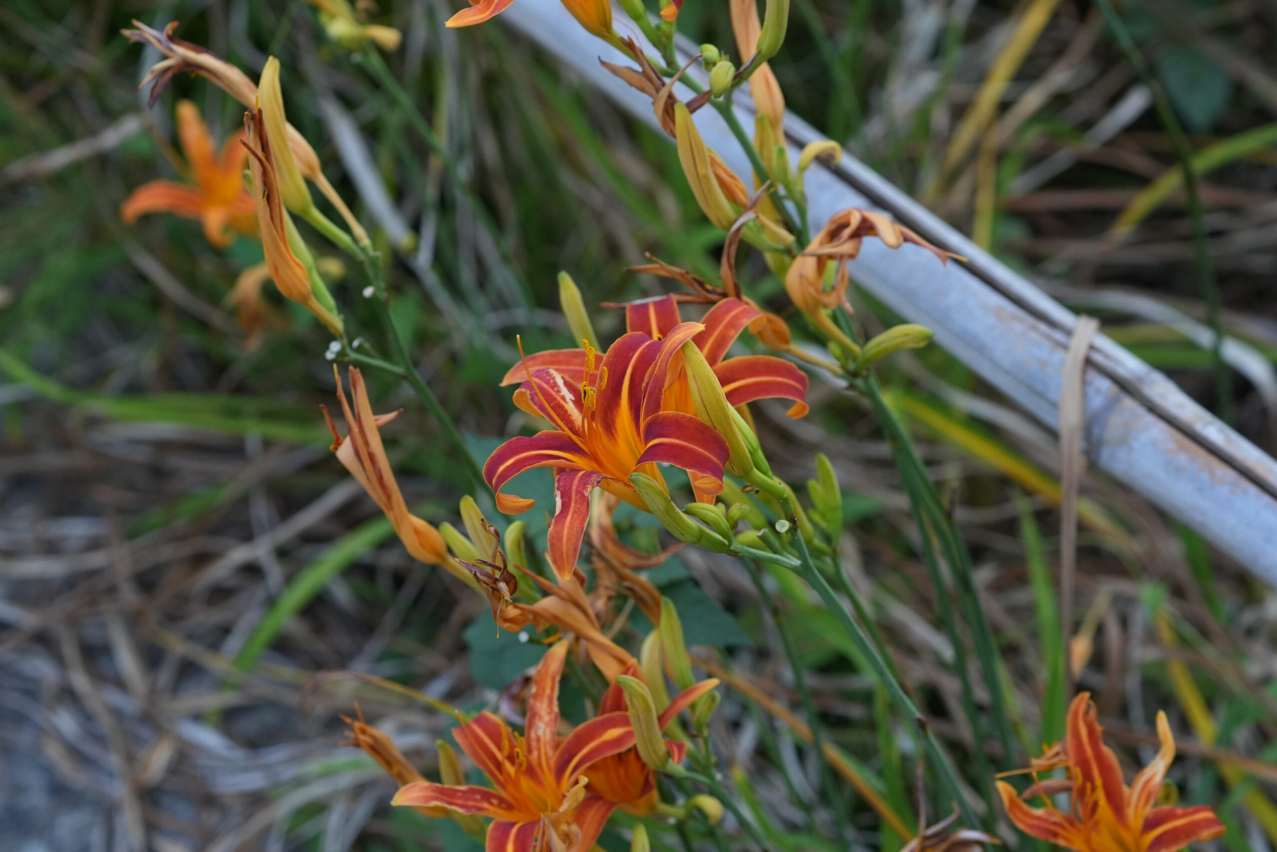 DSC09725.jpg